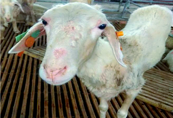 牛羊螨虫病的全面解析与防治方法