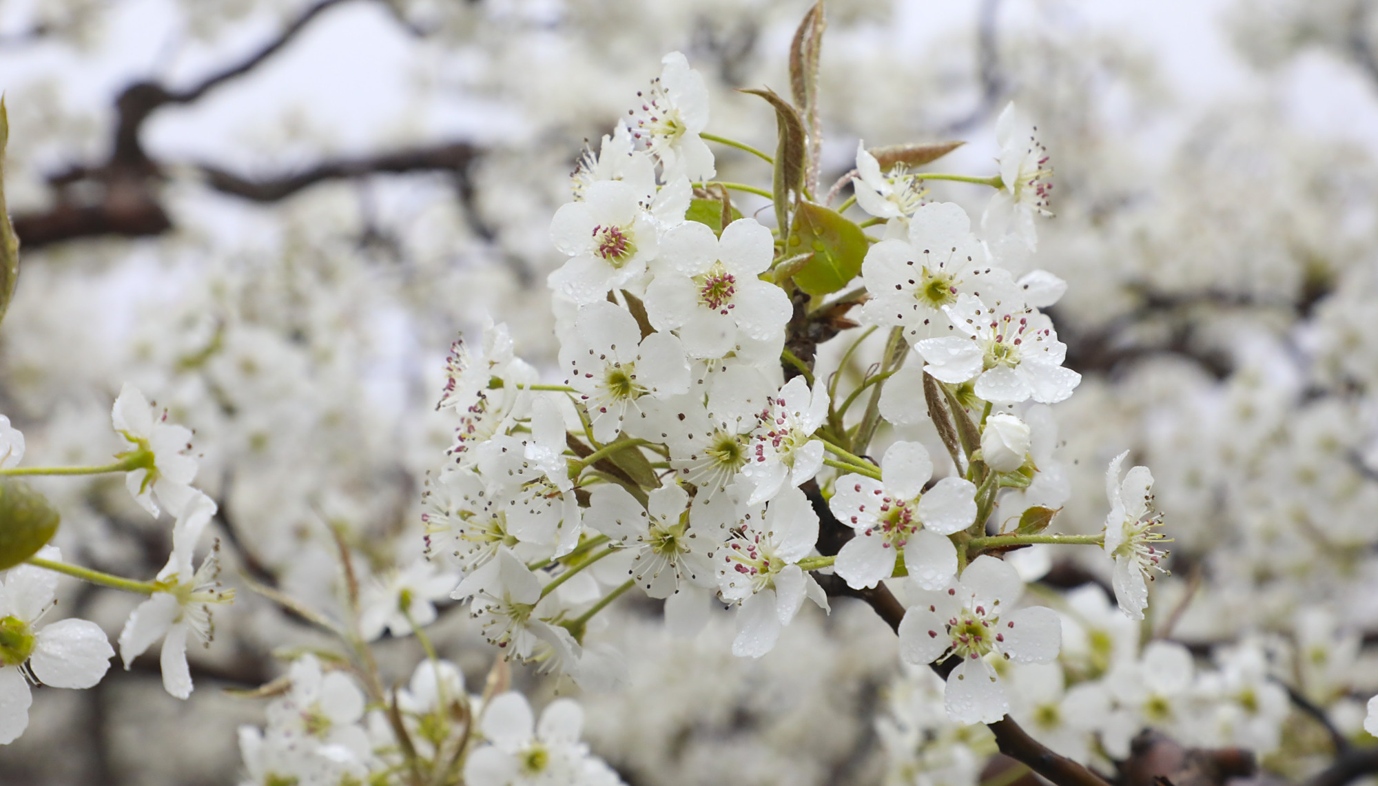 好客山东,乡村好时节,滨州阳信第三十二届梨花会开幕