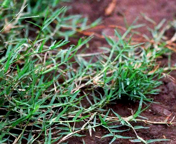 狗牙根草:一种生命力顽强的植物,农村人的宝藏肝炎草