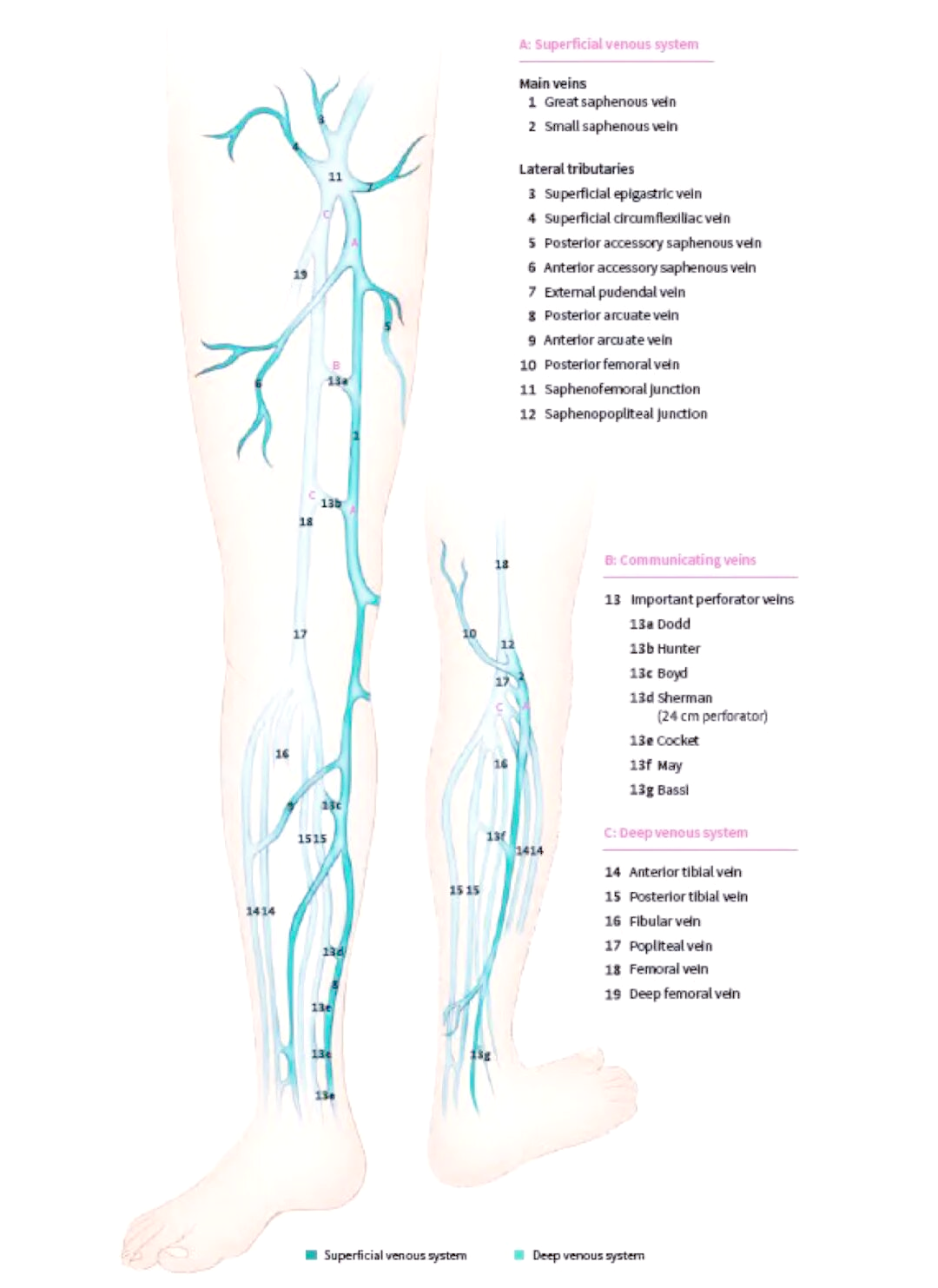 胫旁穿支静脉在下肢静脉系统中的作用与临床意义