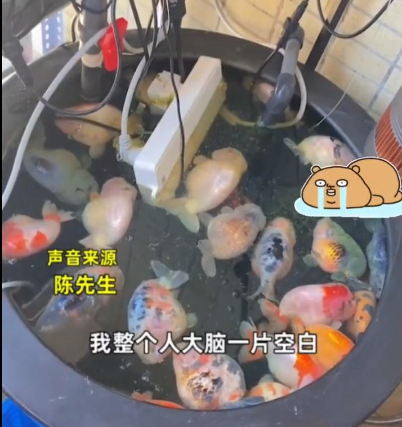 电插排掉进鱼缸 26条金鱼被煮熟！
