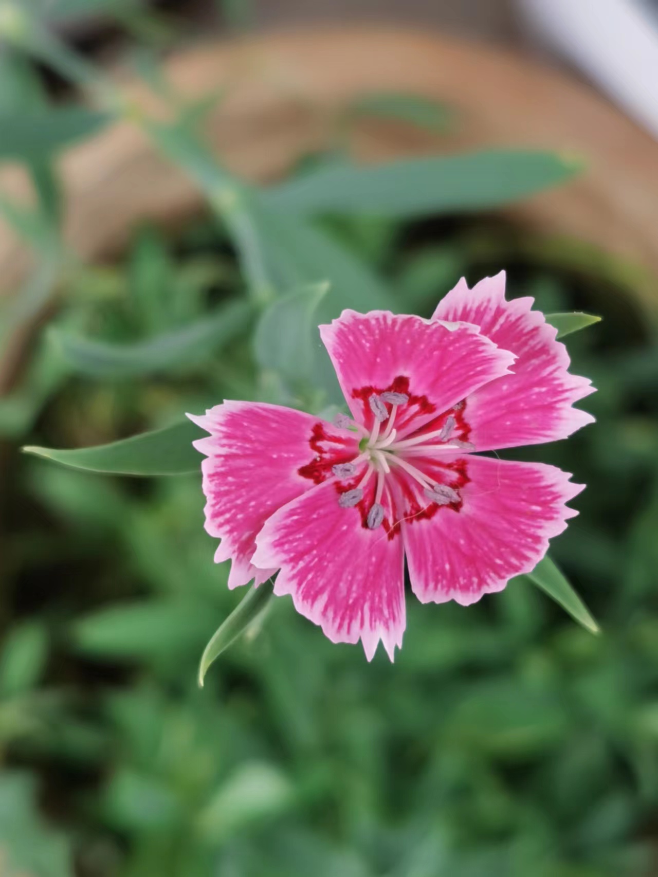 草木杂记:石竹(瞿麦)