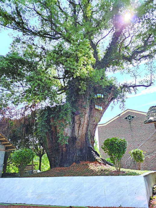 拆屋救树!500岁古樟成了"遮阳伞" 浏阳市社港镇制定专门救护方案