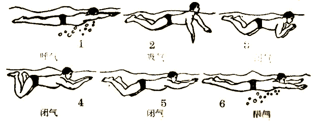 掌握蛙泳换气秘诀:从困扰到从容