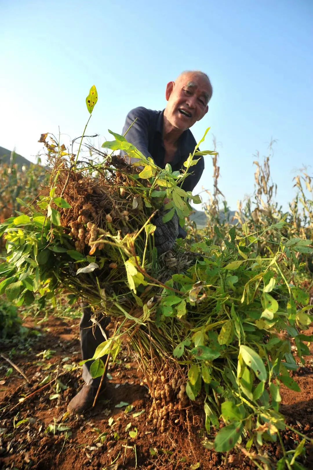 收花生的老大爷