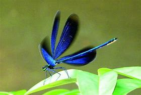 现在蜻蜓越来越少,最主要的原因不是农药?