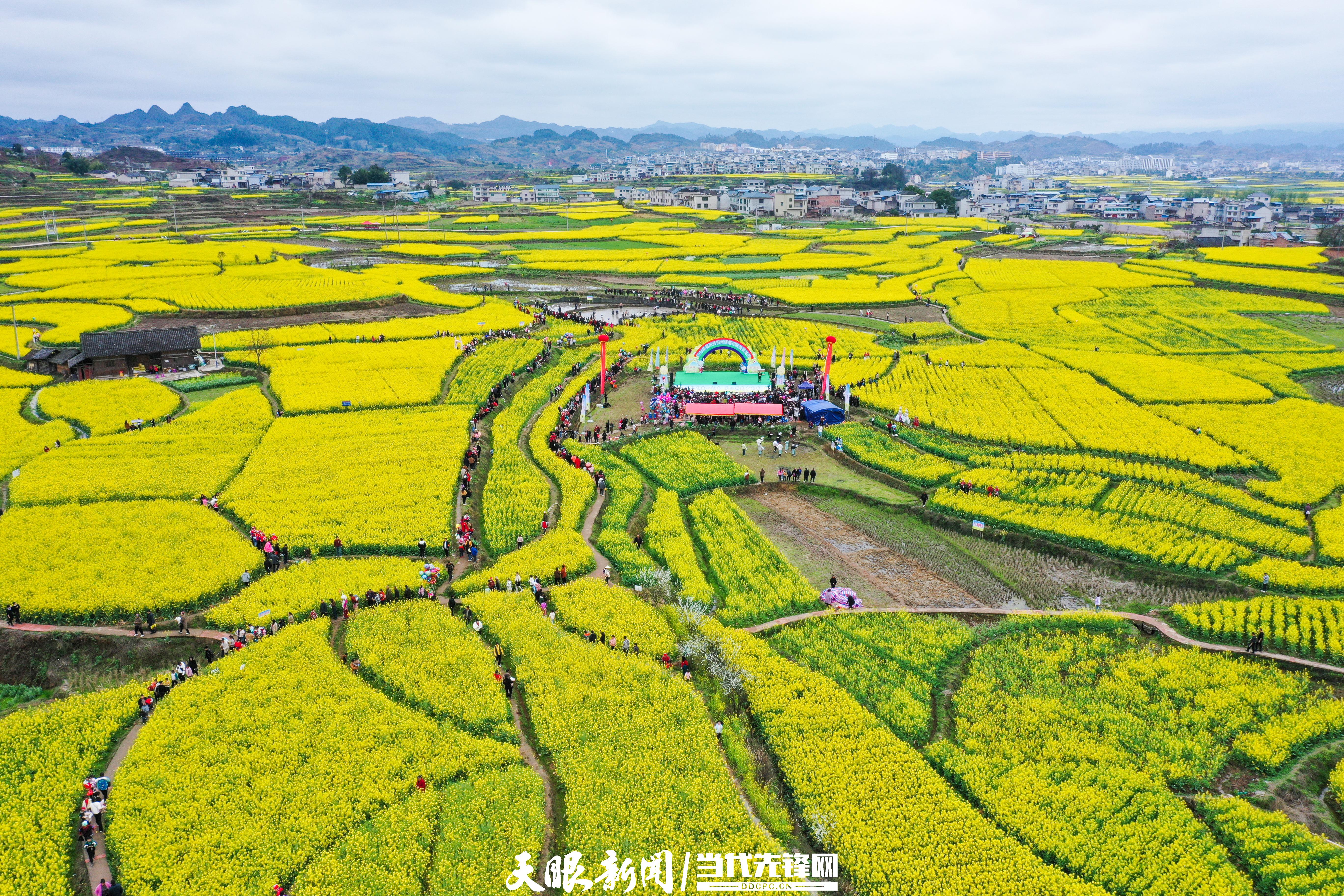 黄平:油菜花绽放乡村"美丽经济"