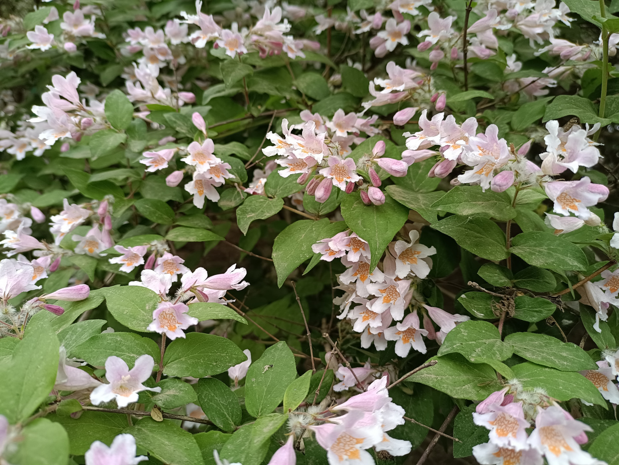 猬实花,植物界的独生子女,孤独的背后隐藏着怎样的秘密?