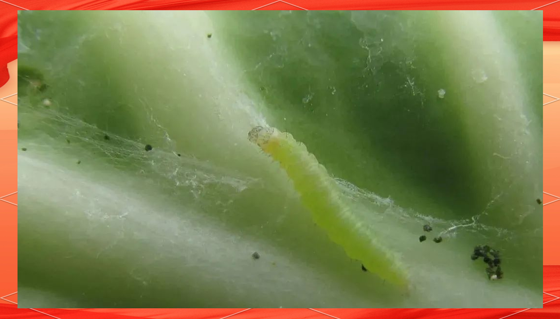 小菜蛾的幼虫在生长的不同阶段会对蔬菜造成不同的危害