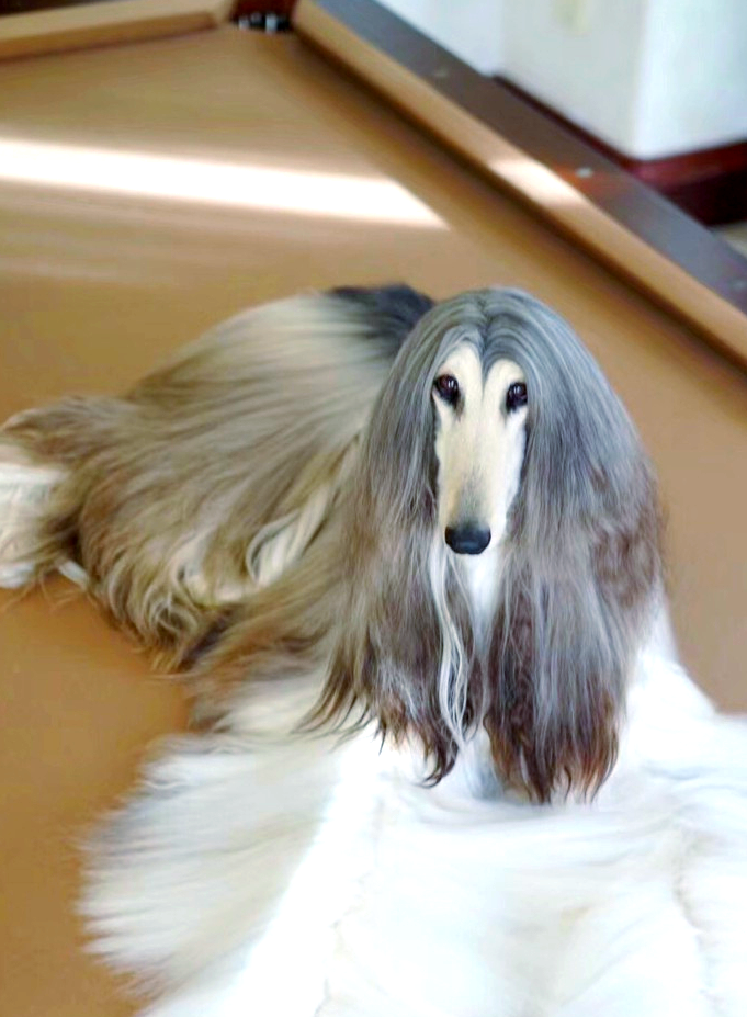 阿富汗猎犬:飘逸长毛中的忠诚与优雅并存