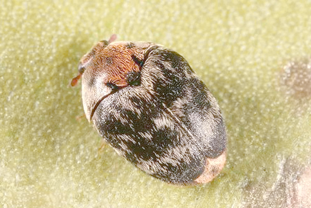 皮蠹:一种重要且独特的昆虫种类