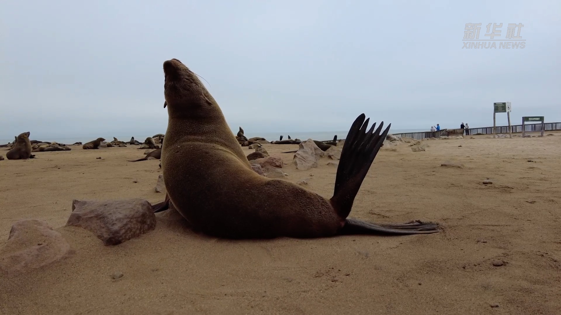 在纳米比亚邂逅开普毛皮海豹