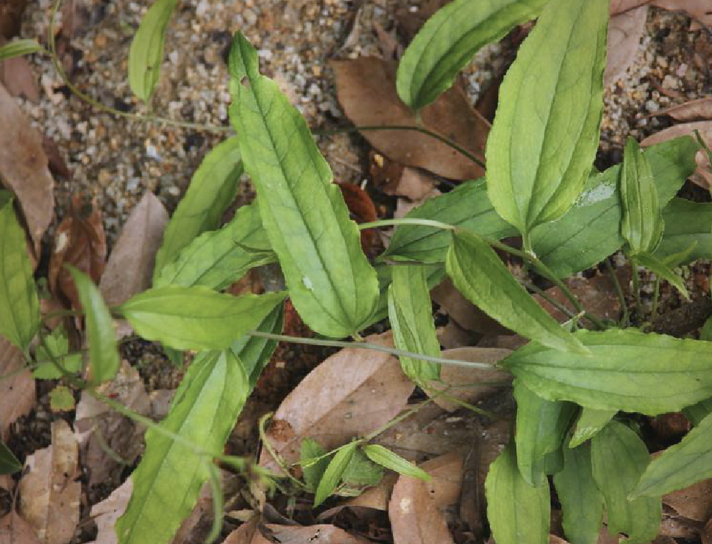 牛尾菜,这一集食用,药用及工业用于一身的野生资源植物,蕴藏着丰富的