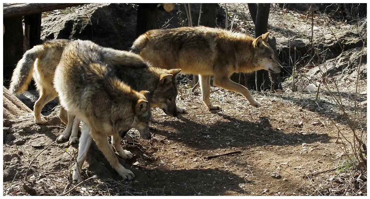 野外遇到狼群,躲在车里真的安全吗?为什么?