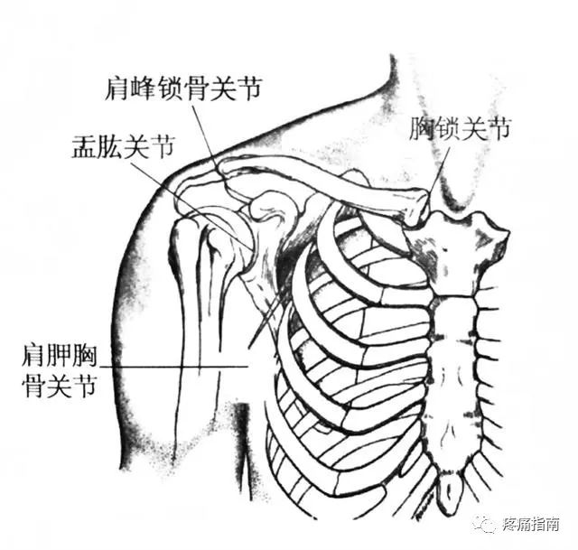 主要由四个关节完成,即盂肱关节,肩锁关节,胸锁关节及肩胛胸壁关节