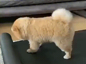 瑜伽已经成为了跨越物种的潮流运动了,狗子看主人做瑜伽后,自己学起来