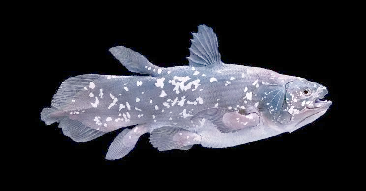 深海巨怪重现,4.2亿年活化石腔棘鱼或揭脊椎动物起源之谜!