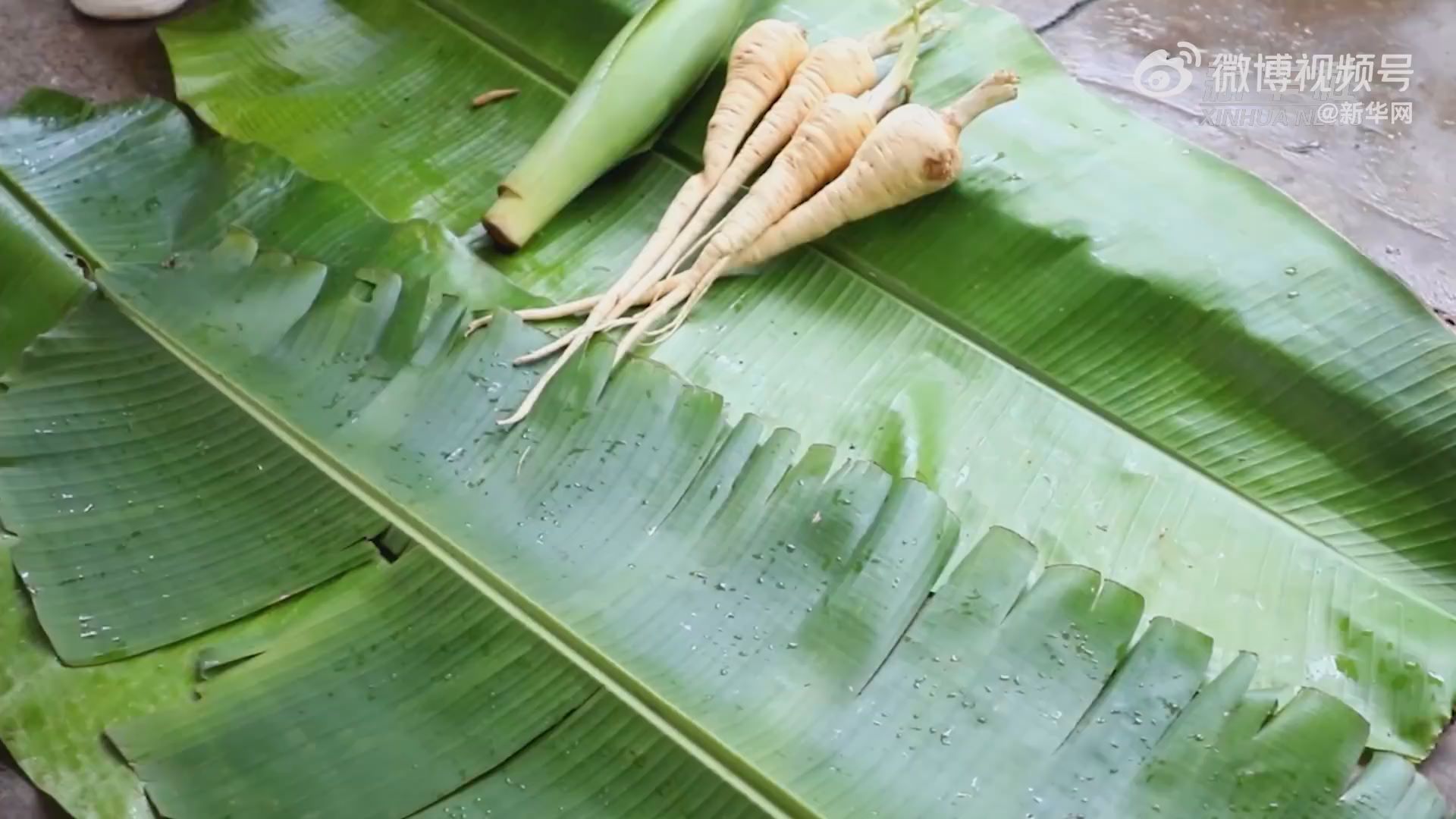 云南宁洱:端午将至药根飘香