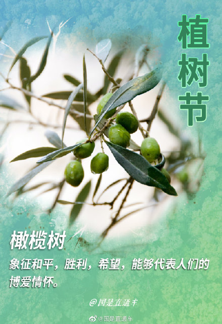 关于"树语"你知道多少
