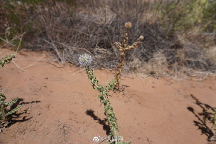 能治沙的草方格长啥样?
