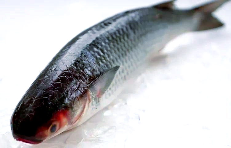 乌头鱼,这一被誉为"无头鱼"的美味佳肴,不仅因其