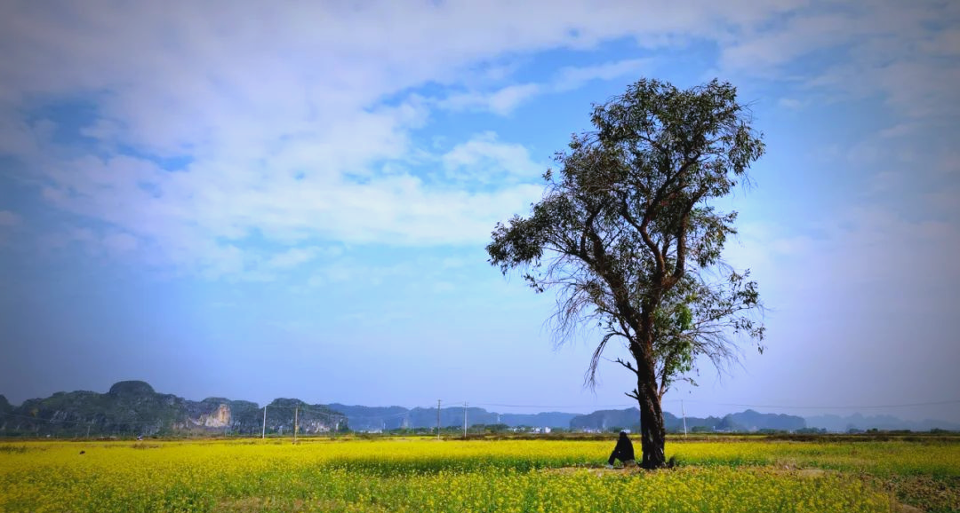 冬日上林:油菜花海带来独特金色体验