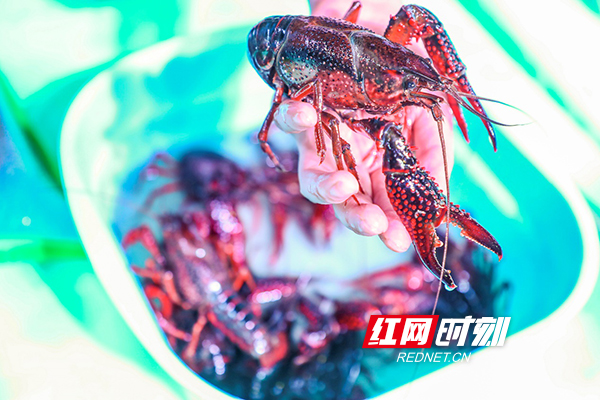 望城荷花虾"文和友·乔口"首届虾王争霸赛举行