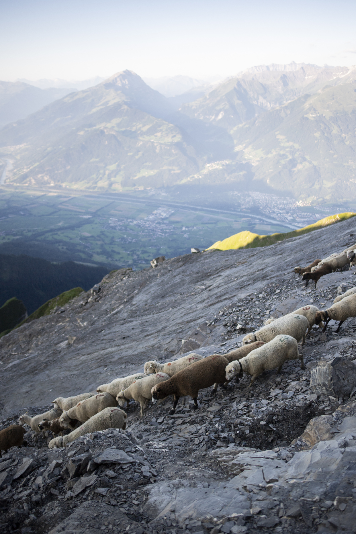 (2)瑞士:羊群进山