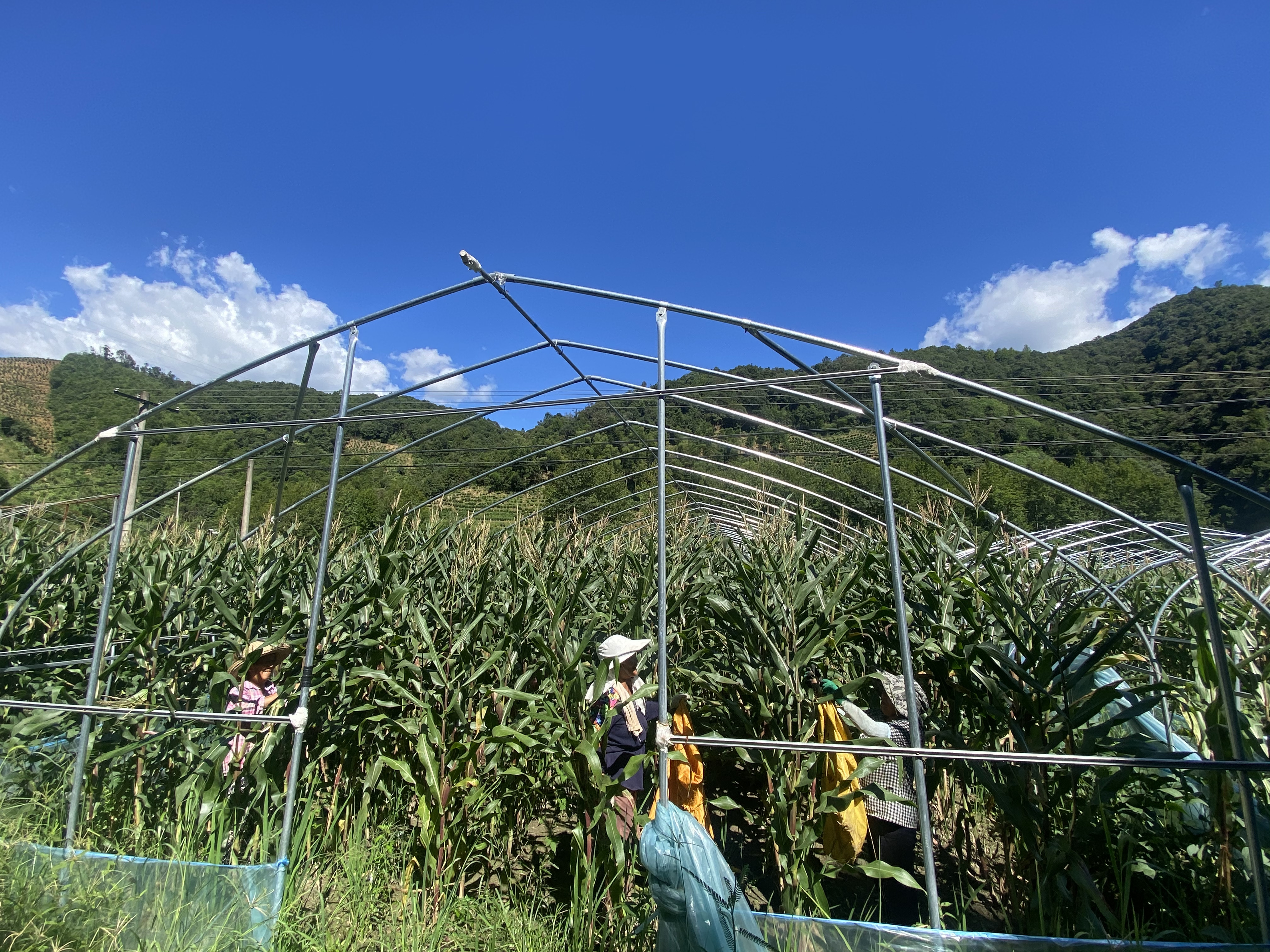 祁门县小路口镇:轮作种植基地里的夏日好"丰"景