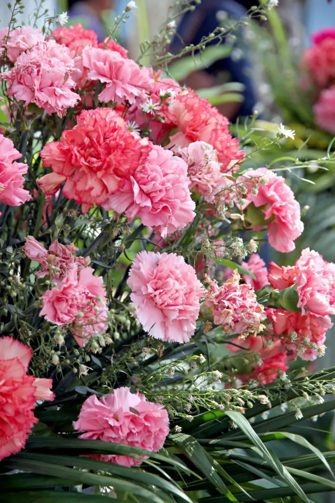 康乃馨鲜切花易凋谢,不妨尝试盆栽养护