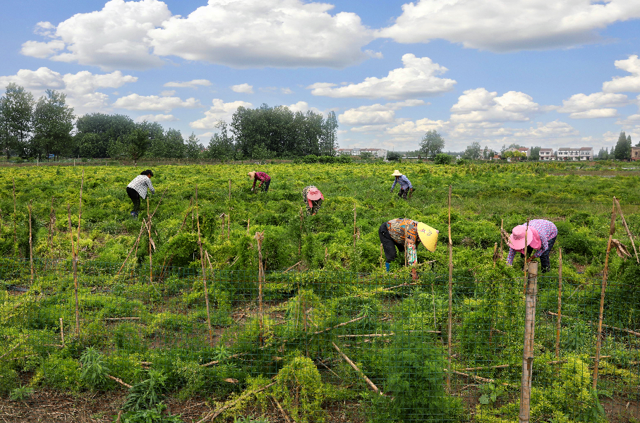 "协商在一线,大家来商量活动"走进上车湾镇