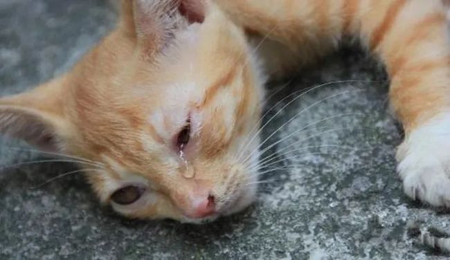 儿童节女子疑似退猫被拒当场摔猫致死