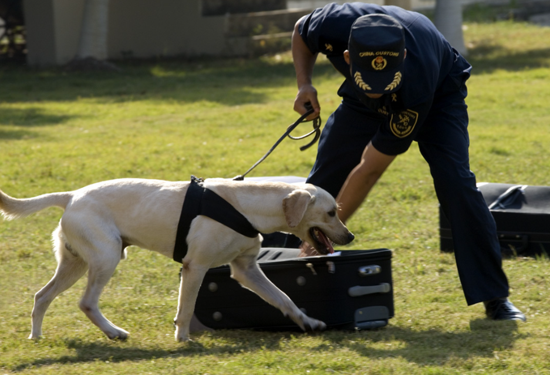 工作犬有哪些品种?分别有导盲犬,警犬等等