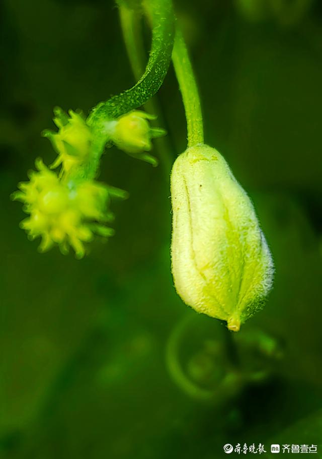 格外喜人,佛手瓜一邊開花一邊結果