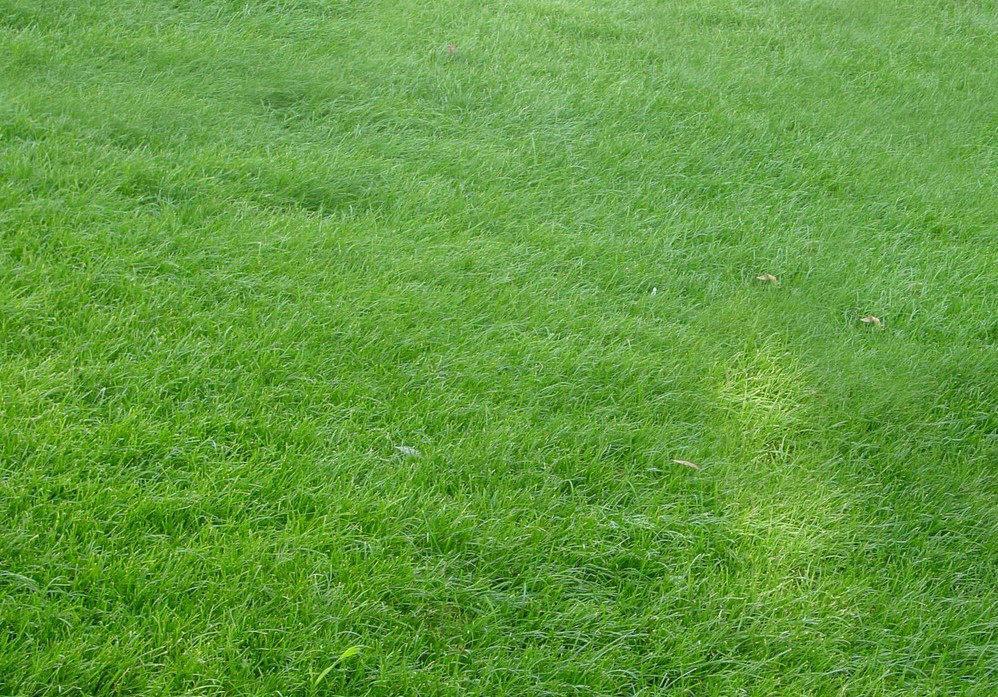 草坪属于百搭景观素材