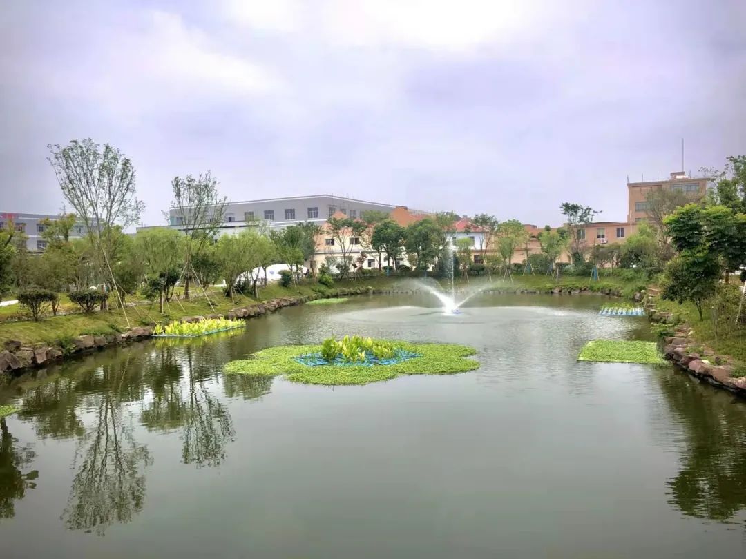 龙溪:玉环首片"水下森林"惊艳登场 重塑和谐水生态