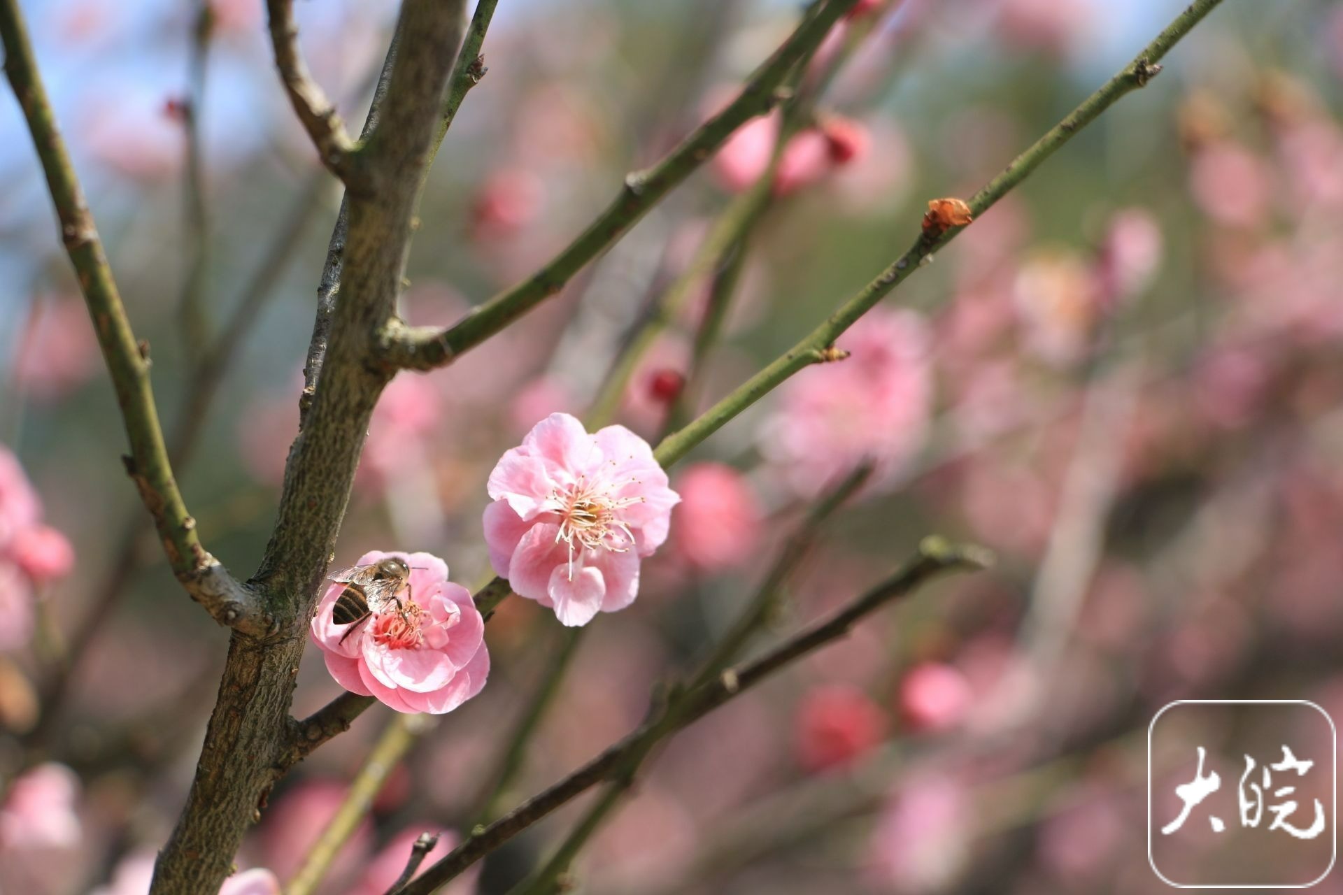 合肥植物园梅花盛开 天气晴市民赏花忙