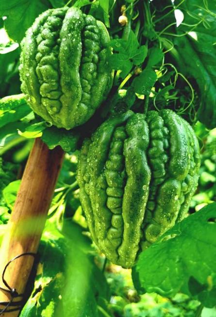 杜阮凉瓜已上市!要吃正宗的杜阮凉瓜来杜阮啦!