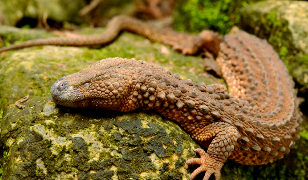 婆罗蜥:一种酷似龙的独特蜥蜴,面临生存威胁