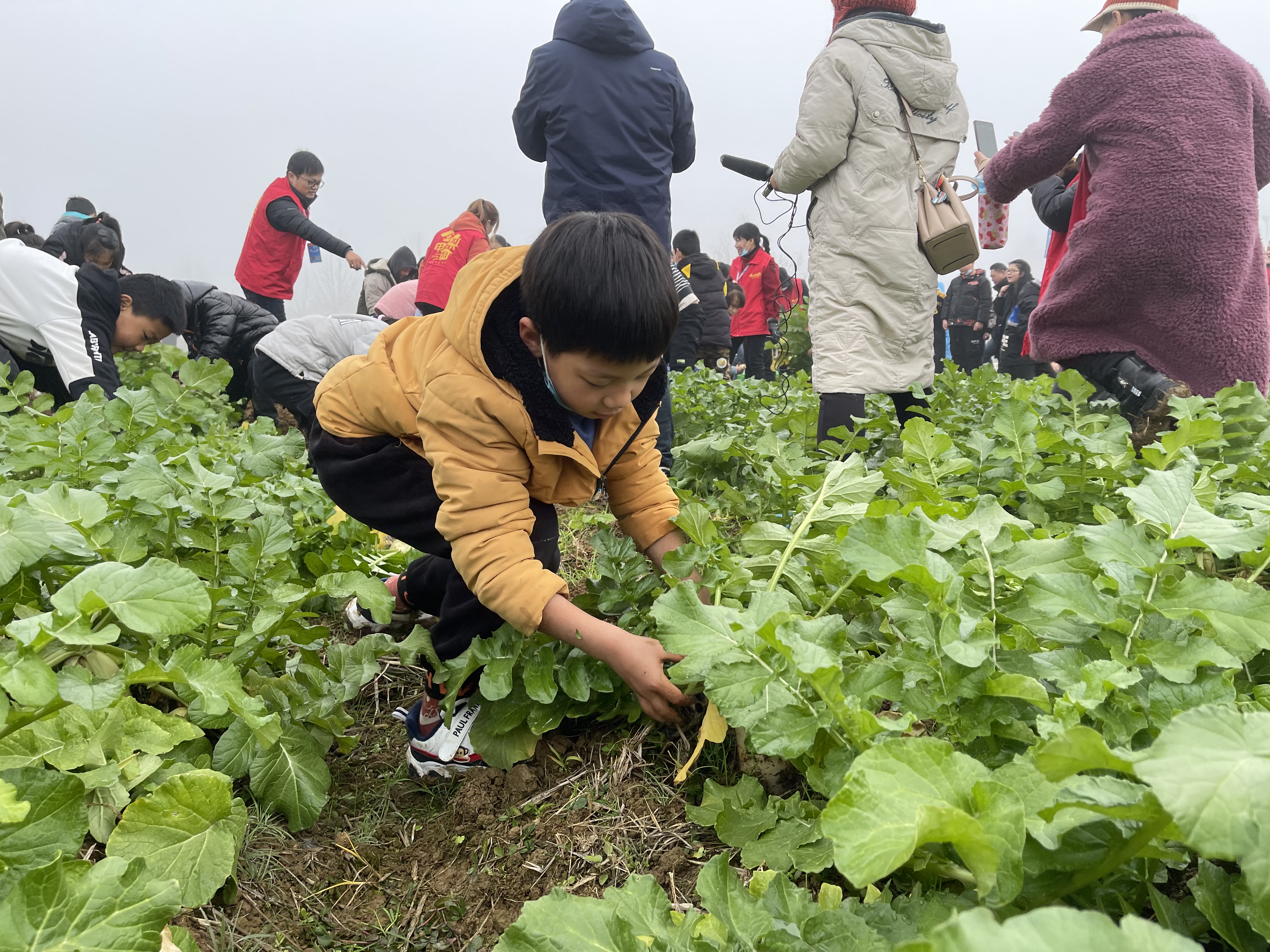 我在金甲岭拔萝卜:研学游热潮带动乡村特色旅游