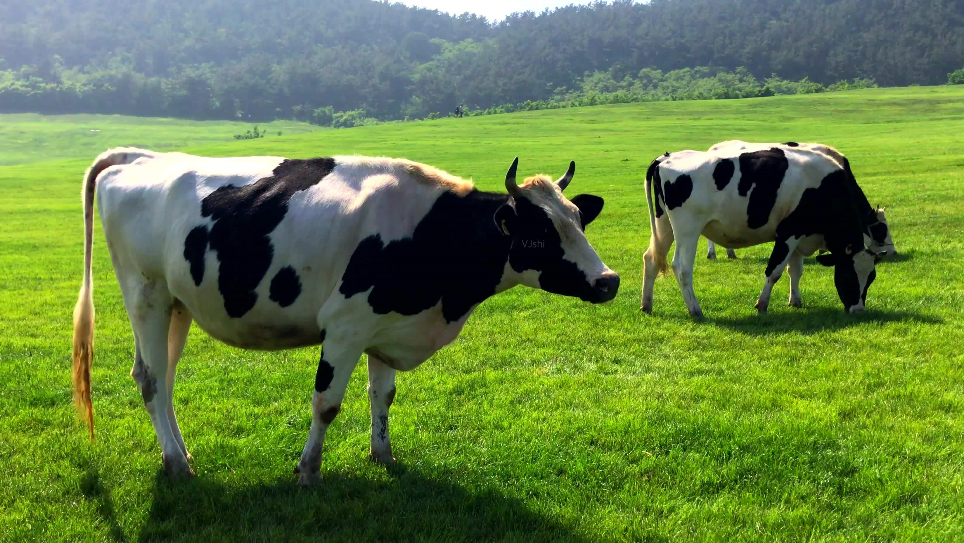 所有的奶牛都是哺乳类动物吗?