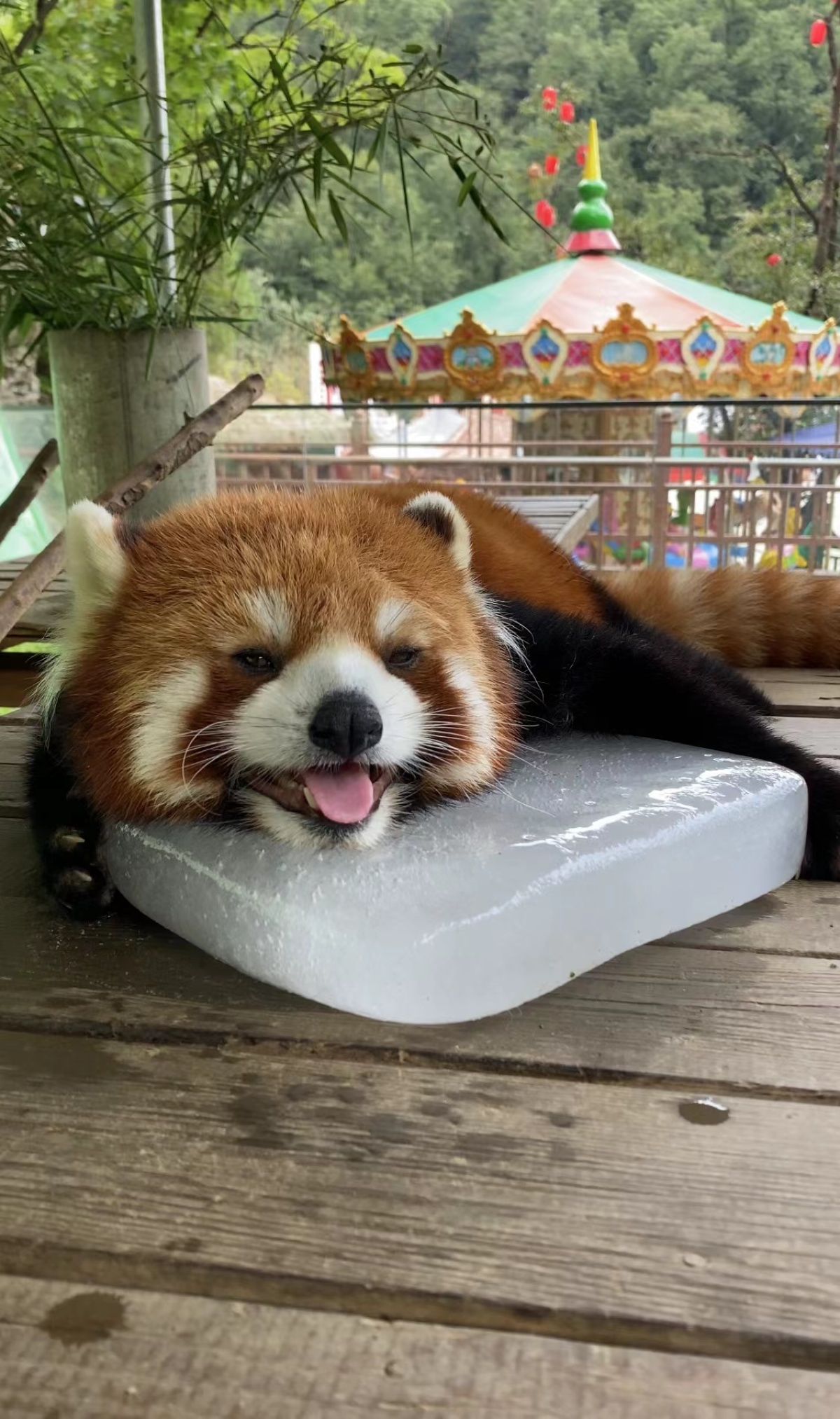 热浪下,洛阳一"网红小熊猫"趴冰块降暑,眯眼吐舌头超级萌