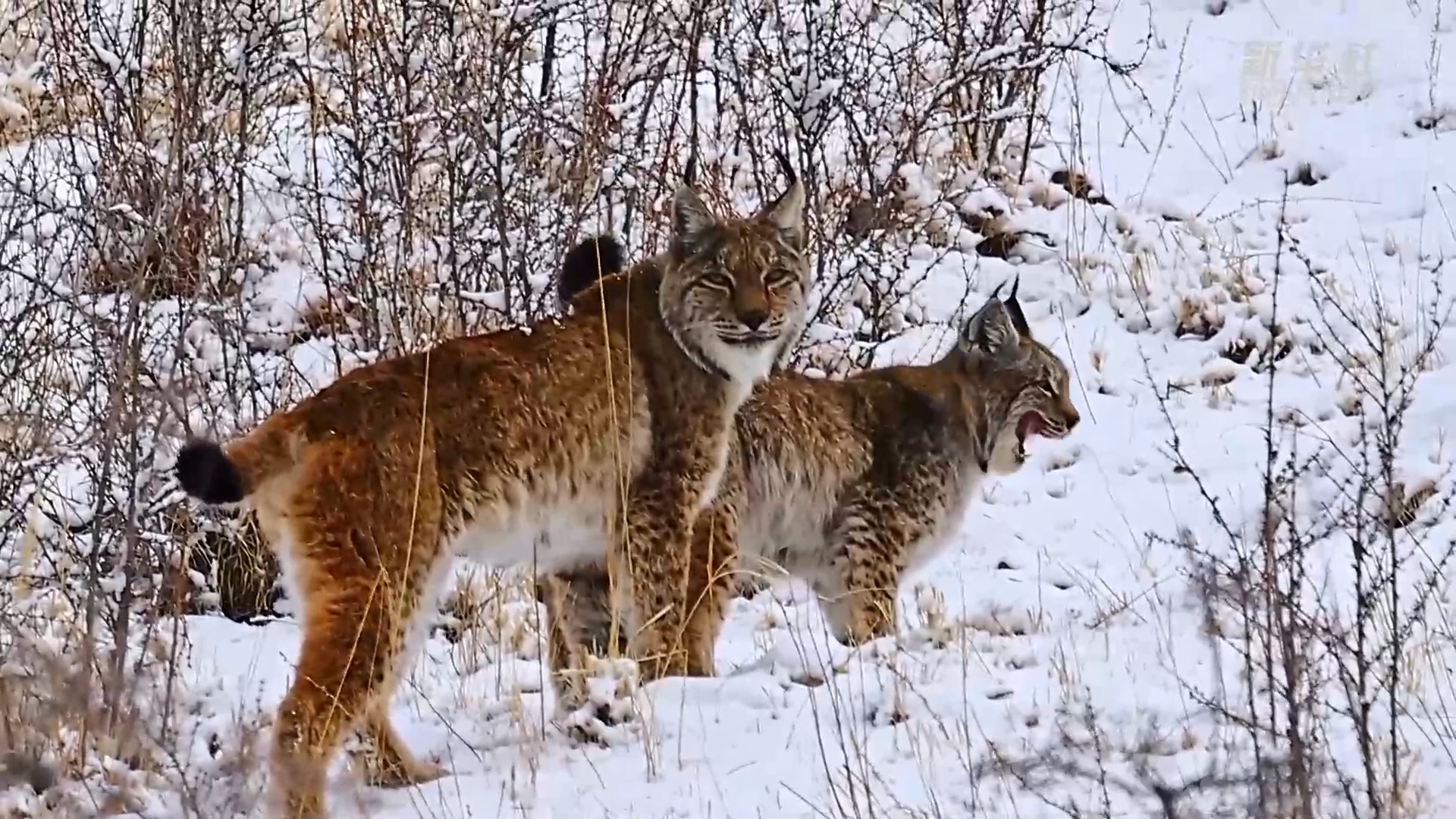 青海玉树:猞猁雪地巡山捕食