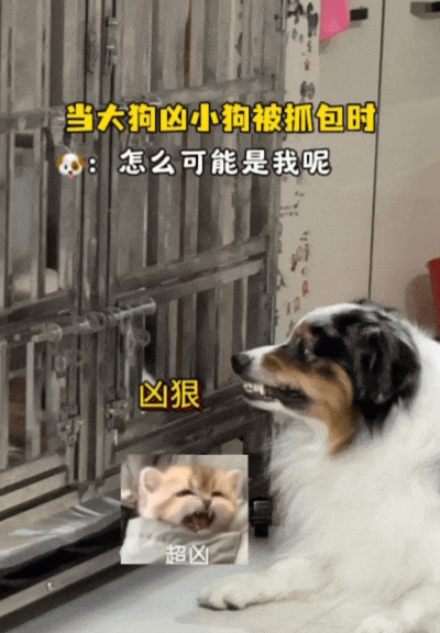 边牧在凶笼子里的小狗,被主人发现后立马闭嘴傻笑,丝滑演技!