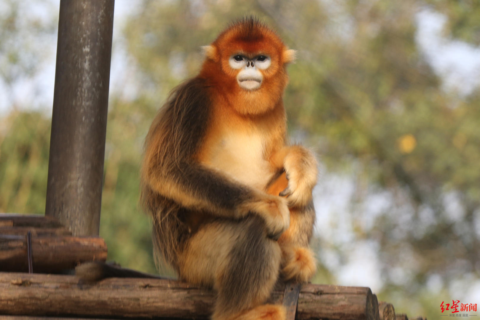 成都动物园金丝猴主题展馆有新消息了