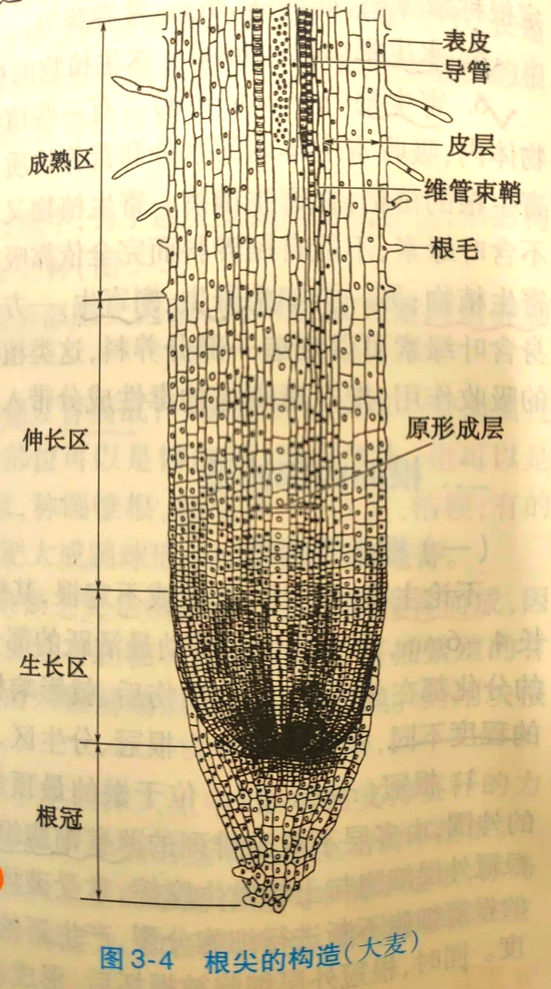 根尖的显微构造详解