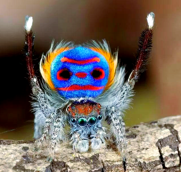 织金县惊现罕见"人面蜘蛛",众多奇特蜘蛛令人大开眼界