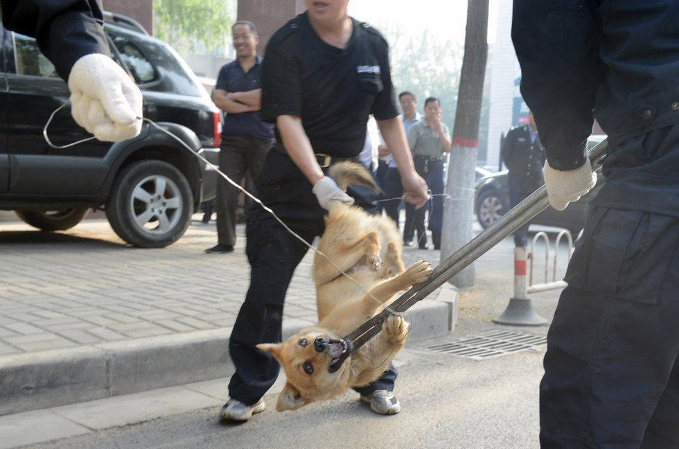 为爱狗人士点赞,女子跟踪运狗车3天救600多条狗,将运往广西