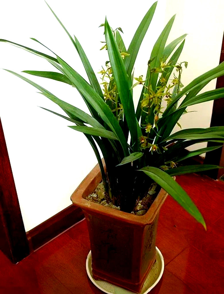 兰花百科:从根到果,兰科植物的奇妙旅程