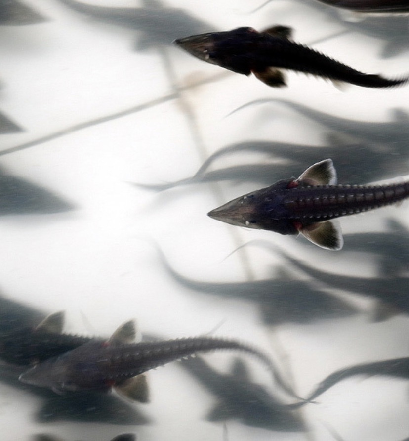 5万尾达氏鳇鱼苗放归松花江 | 绿会志愿者受邀参加鲟鳇鱼大型放流活动